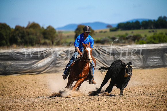 GoulburnCampdraft2017_3521