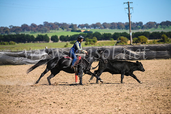 GoulburnCampdraft2017_3352