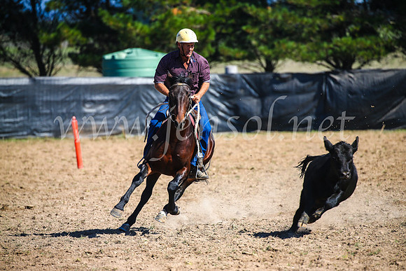GoulburnCampdraft2017_2864