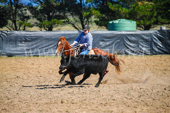GoulburnCampdraft2017_2850