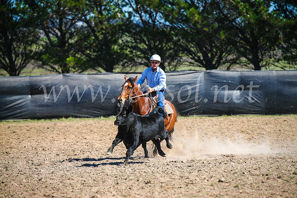 GoulburnCampdraft2017_3260