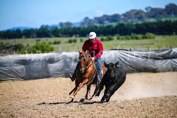 GoulburnCampdraft2017_3555