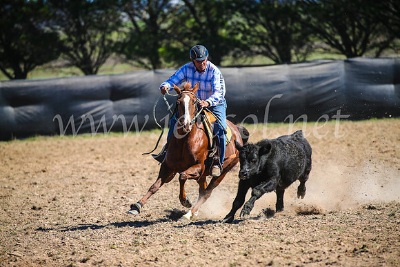 GoulburnCampdraft2017_3468