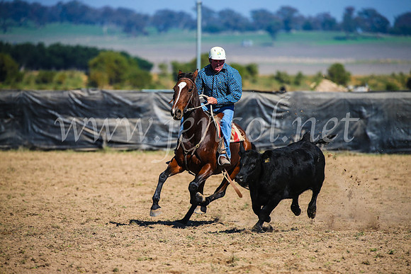 GoulburnCampdraft2017_2824