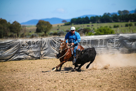 GoulburnCampdraft2017_3498