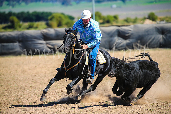 GoulburnCampdraft2017_3370