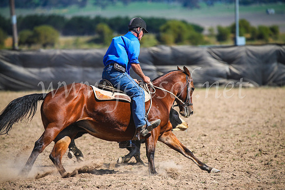 GoulburnCampdraft2017_3247