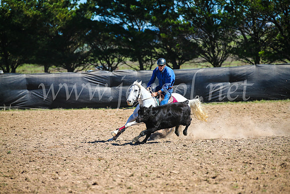 GoulburnCampdraft2017_3430