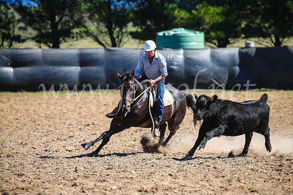 GoulburnCampdraft2017_3410