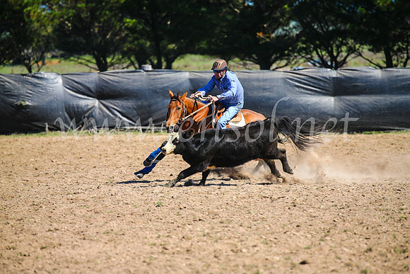 GoulburnCampdraft2017_3169