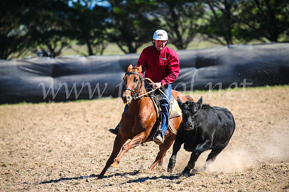 GoulburnCampdraft2017_3543