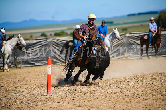 GoulburnCampdraft2017_3299