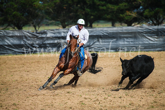 GoulburnCampdraft2017_2425