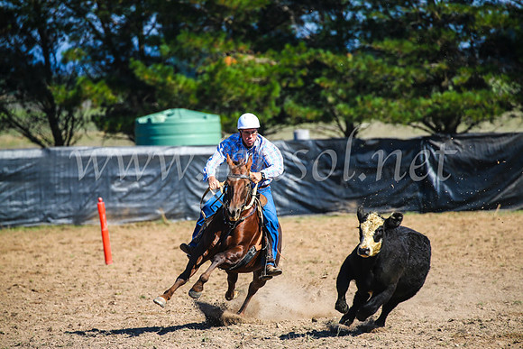 GoulburnCampdraft2017_2742