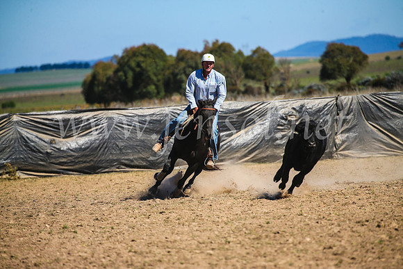 GoulburnCampdraft2017_3445