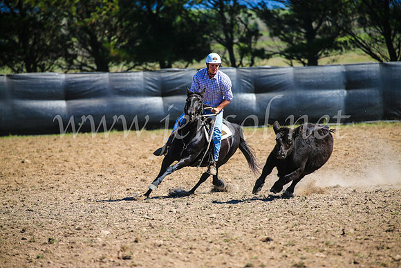 GoulburnCampdraft2017_3235