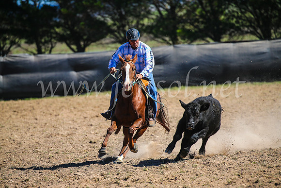 GoulburnCampdraft2017_3460