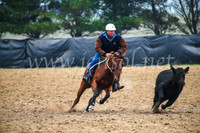 GoulburnCampdraft2017_0180