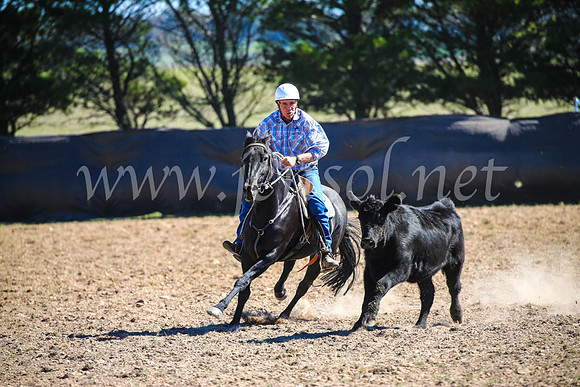 GoulburnCampdraft2017_3446