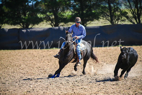 GoulburnCampdraft2017_3398