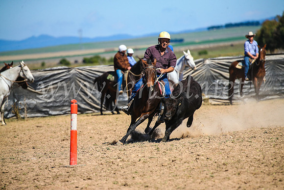 GoulburnCampdraft2017_3304