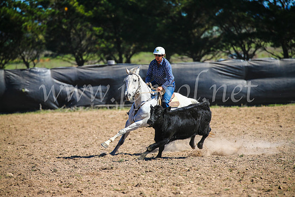 GoulburnCampdraft2017_3506