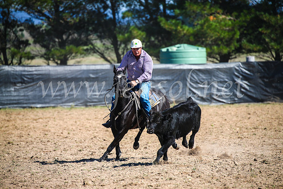 GoulburnCampdraft2017_2899