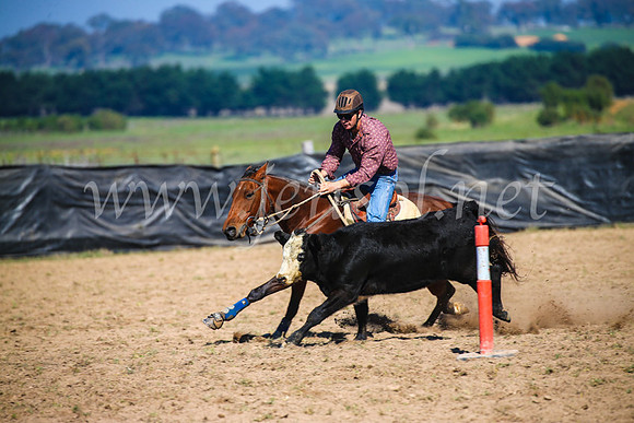 GoulburnCampdraft2017_2673