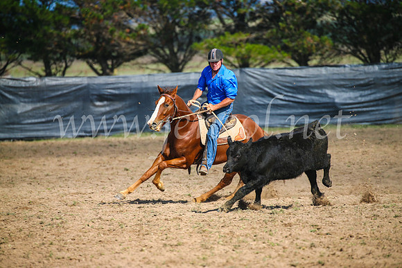 GoulburnCampdraft2017_2540