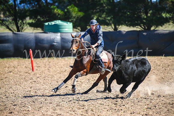 GoulburnCampdraft2017_3511