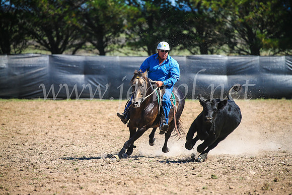 GoulburnCampdraft2017_3131