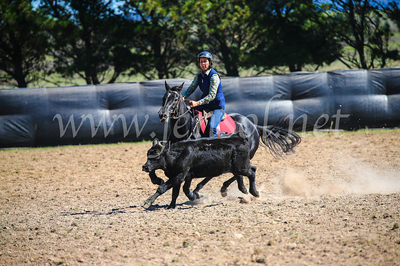 GoulburnCampdraft2017_3339