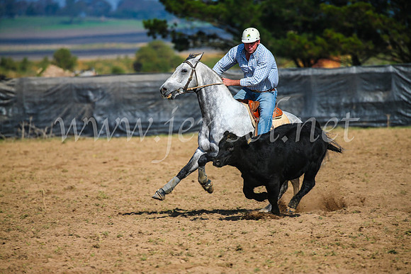 GoulburnCampdraft2017_2524