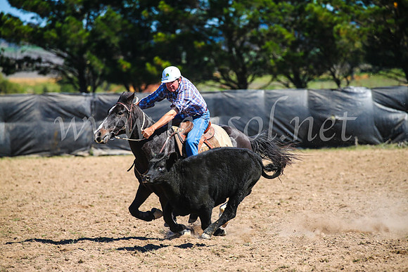 GoulburnCampdraft2017_3214