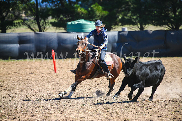 GoulburnCampdraft2017_3513