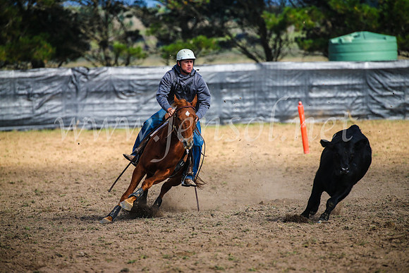 GoulburnCampdraft2017_2466
