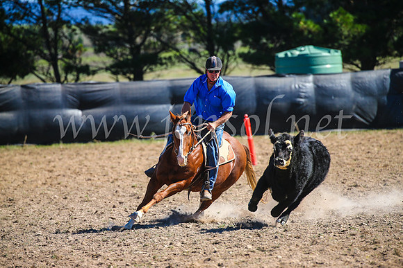 GoulburnCampdraft2017_3517