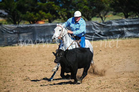 GoulburnCampdraft2017_2681