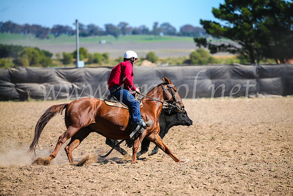 GoulburnCampdraft2017_3570