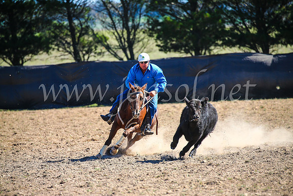GoulburnCampdraft2017_3484
