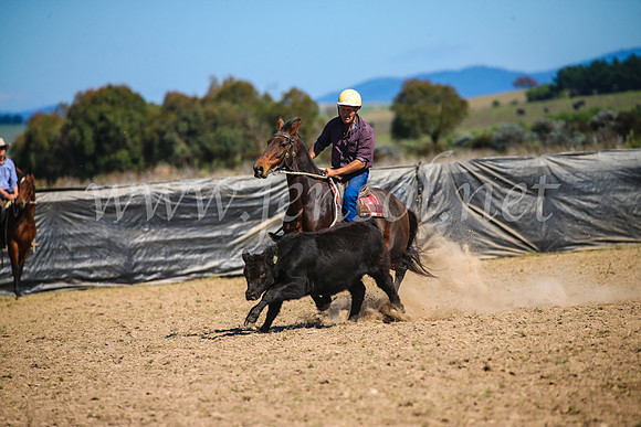 GoulburnCampdraft2017_3290