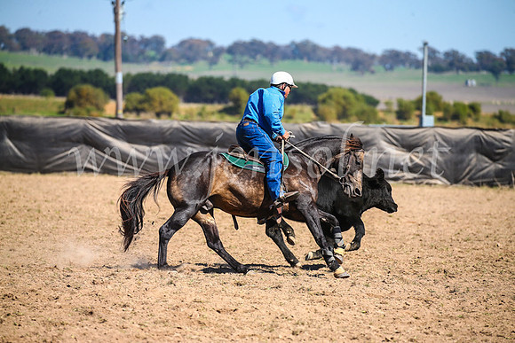 GoulburnCampdraft2017_3147