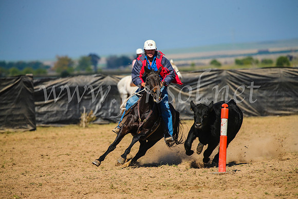GoulburnCampdraft2017_2591