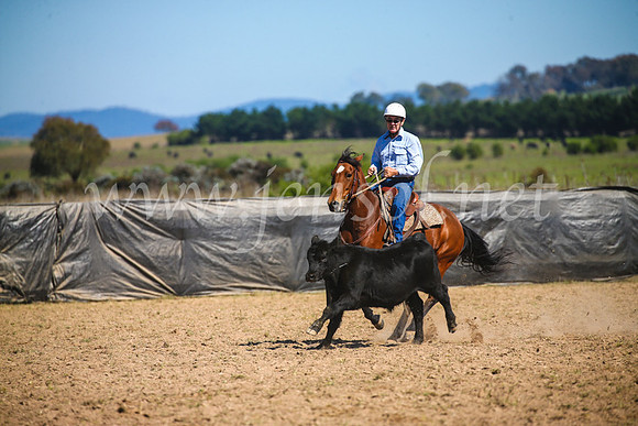GoulburnCampdraft2017_3272