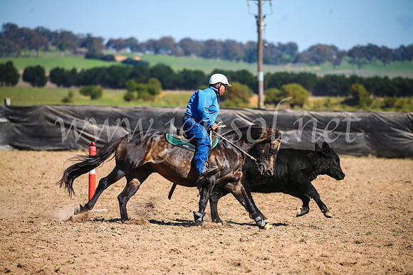 GoulburnCampdraft2017_3152