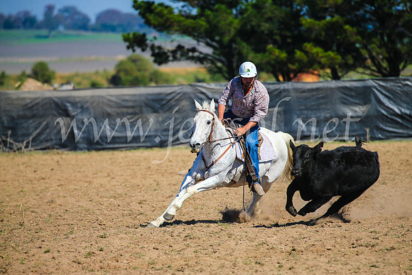 GoulburnCampdraft2017_2972