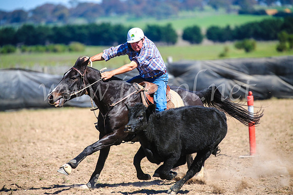 GoulburnCampdraft2017_3225