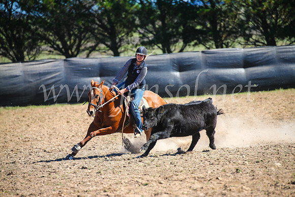 GoulburnCampdraft2017_3437