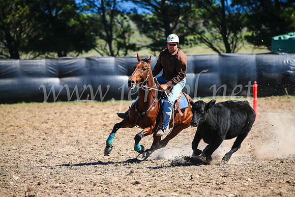 GoulburnCampdraft2017_3396