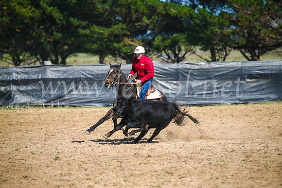 GoulburnCampdraft2017_2548